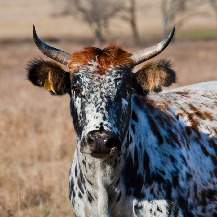 Parashah #7 Vayetzei – and he went out