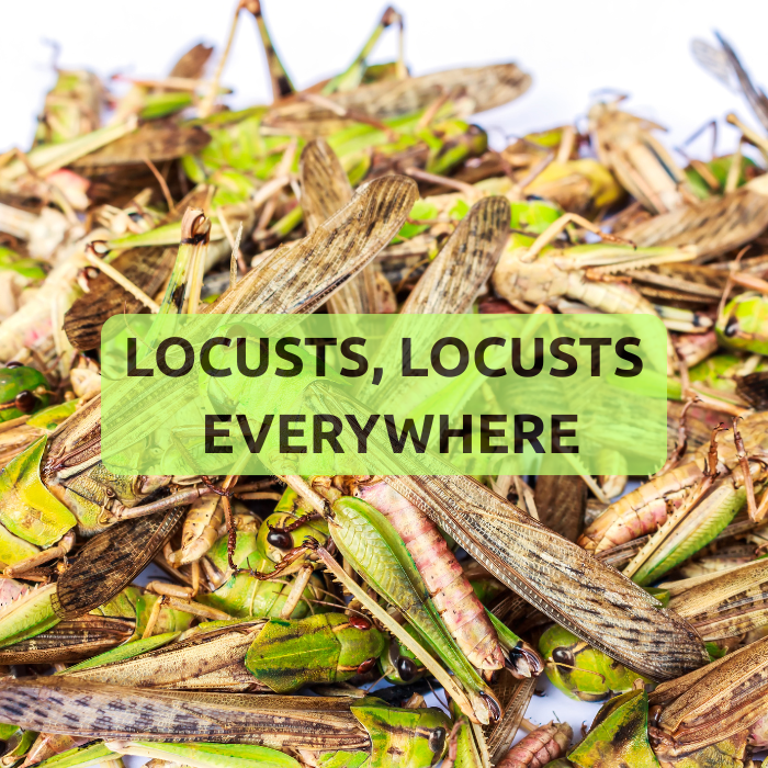 Parashah #15 Bo – enter