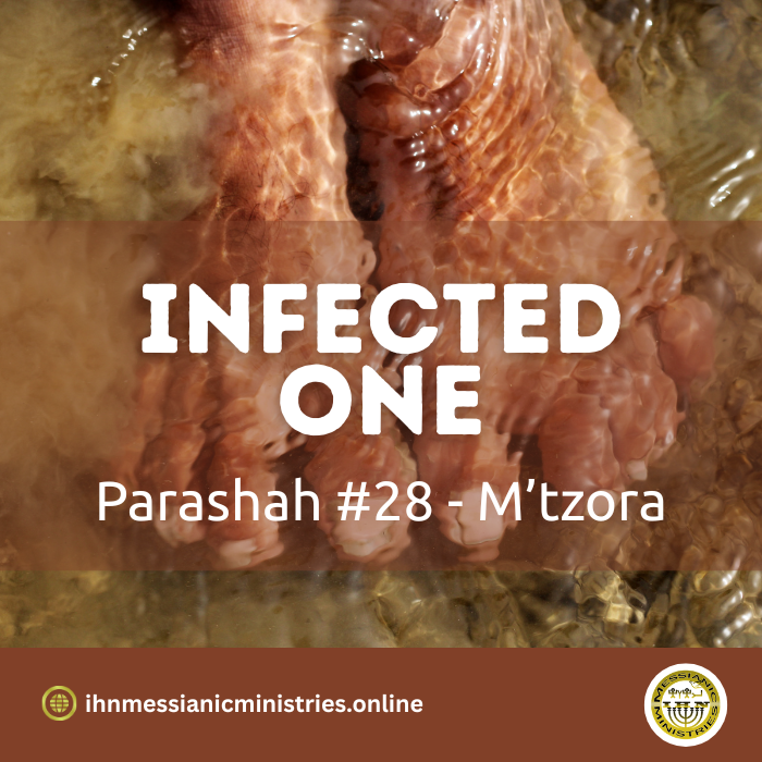 Parashah #28 M’tzora – infected one